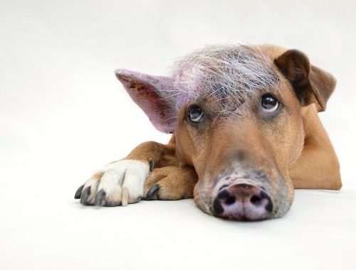 innerer Schweinehund Deutsch lernen Deutschkurs Deutschsprachkurs Sprachkurs Onlinesprachkurs